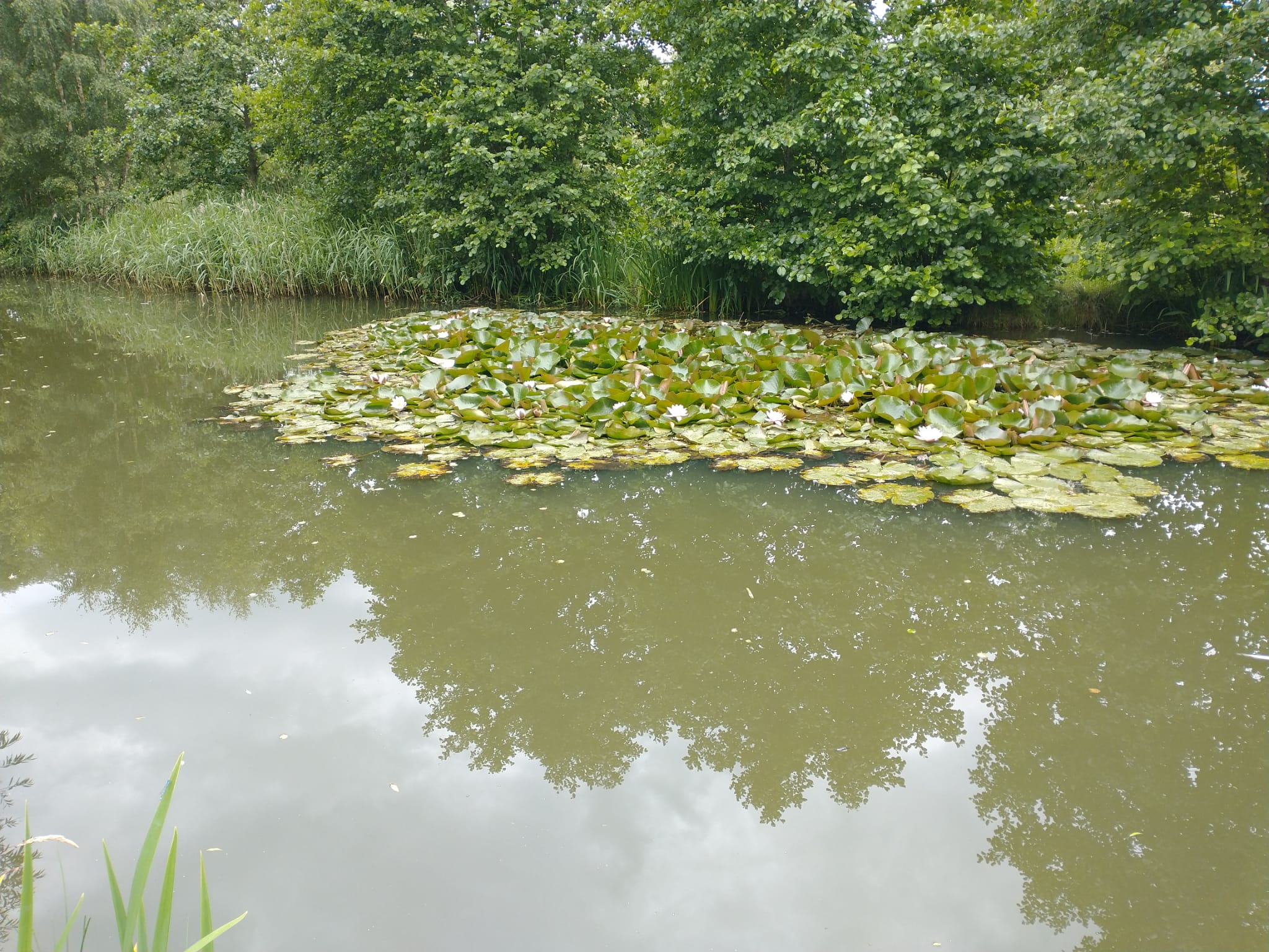 Water with lilies floating on a section of it